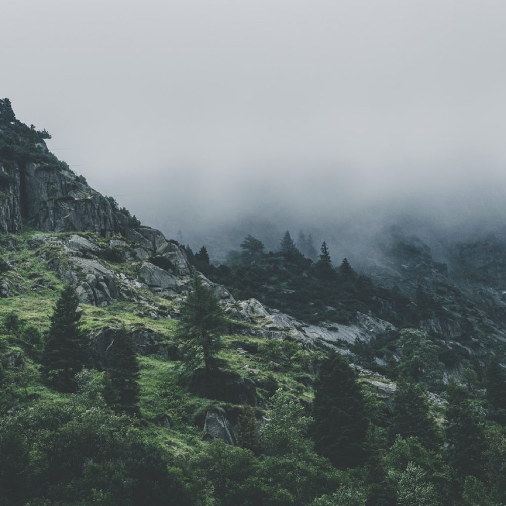 green-leafed-trees-during-fog-time-167684.jpg